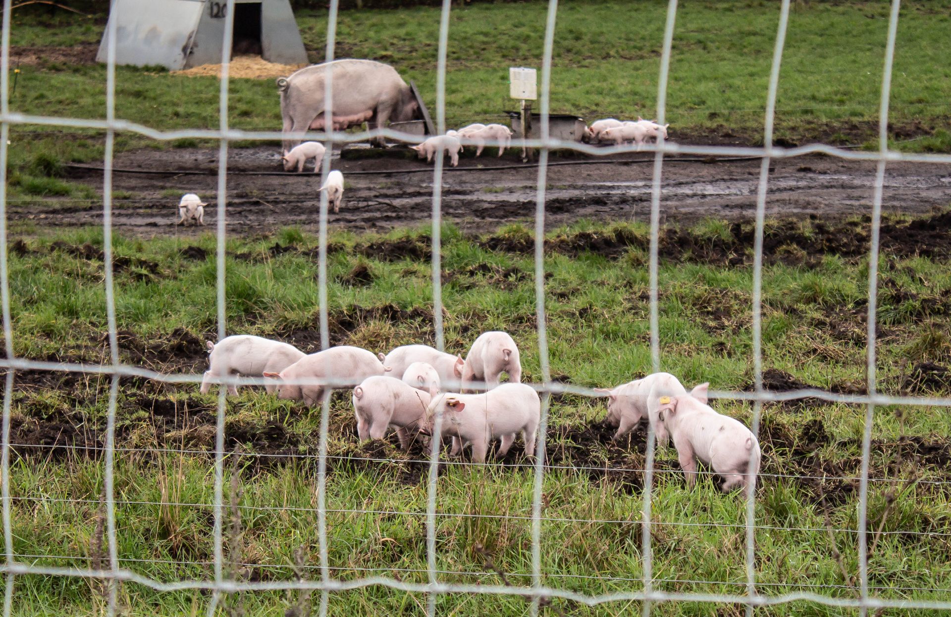 Lasse Lindberg har købt 11 grislinger hos Henrik Bovbjerg, og de bliver til jul en del af de lokale råvarer,som krone henter ind. Foto: Jim Hoff