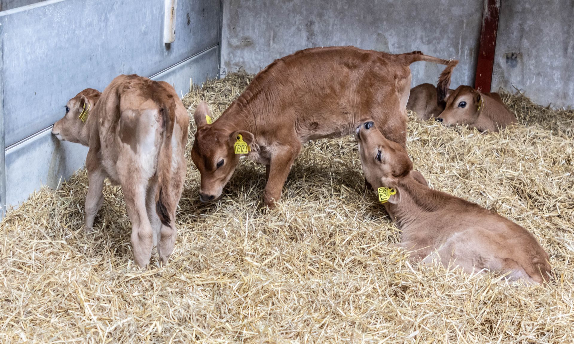 Kroen har købt tre studekalve hos Engmark, og de er omkring maj måned 2024 klar til at indgå i kroens udvalg af gode økologiske råvarer. Foto:Jim Hoff